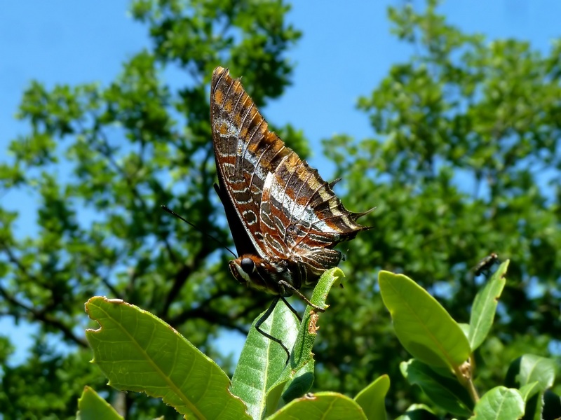 ...a volte tornano : Charaxes jasius